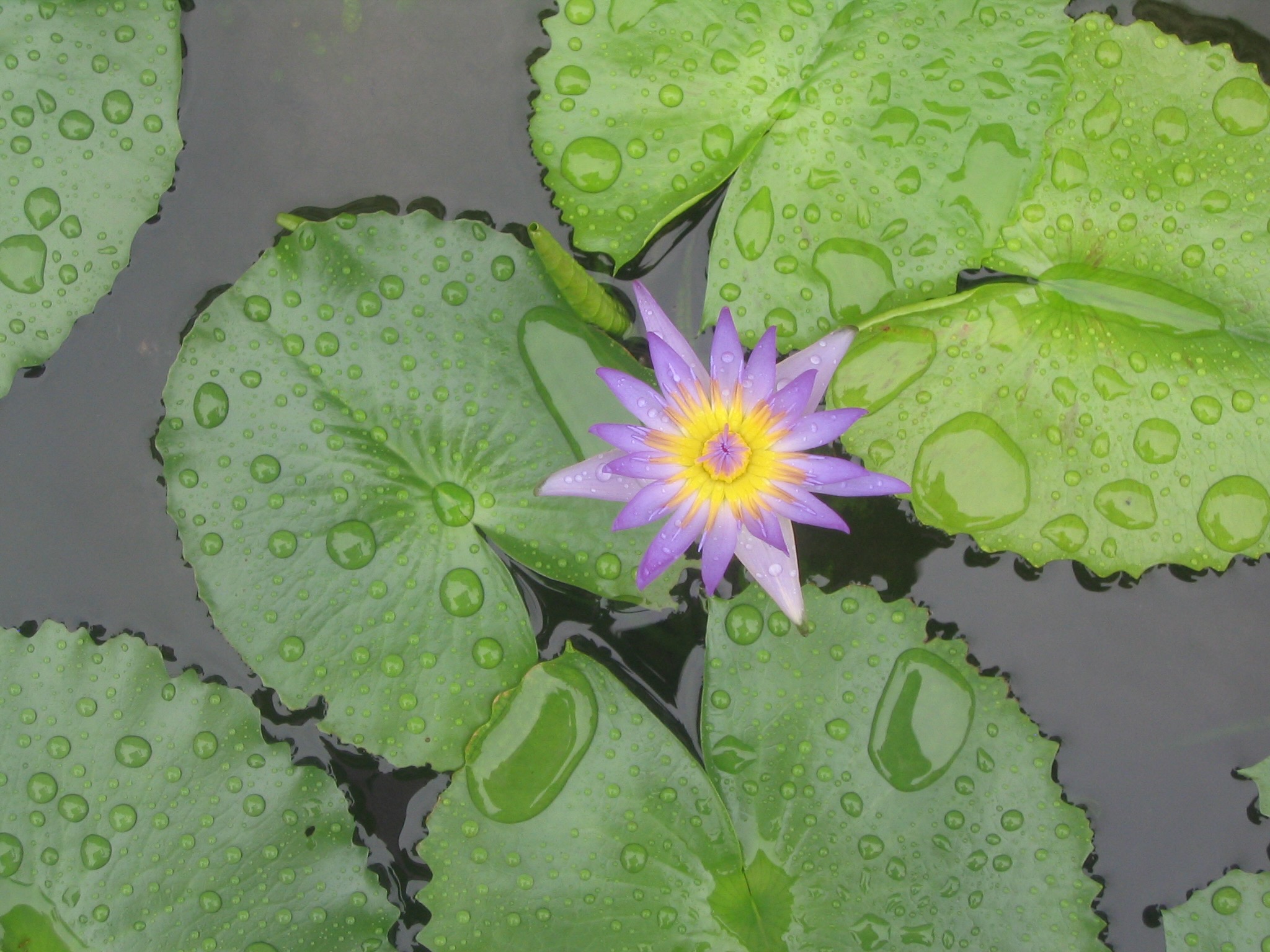 thailandia-liacam-round2 062